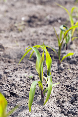 Image showing young sprout of corn  