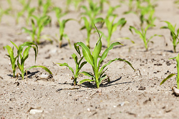 Image showing Field of green corn  