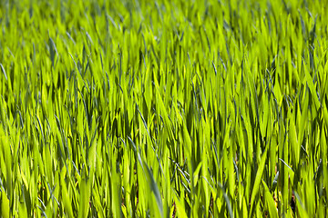 Image showing Agriculture. cereals. Spring  