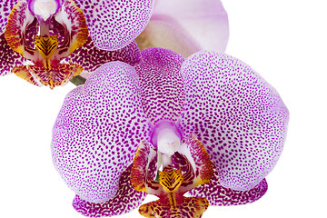 Image showing pink orchid isolated  