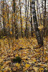 Image showing autumn forest , Park
