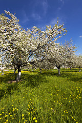 Image showing cherry blossoms, spring  