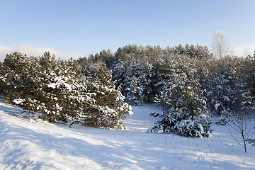 Image showing spruce forest , winter  