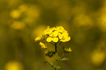 Image showing close-up of rape. Spring  