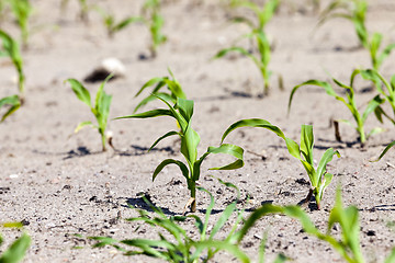 Image showing Field of green corn  