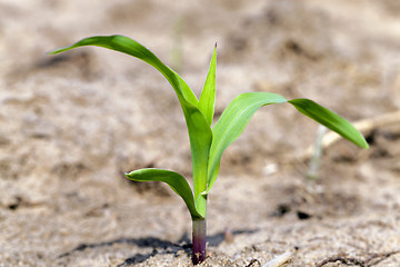 Image showing corn germ,  close up