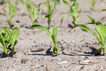 Image showing young sprout of corn  