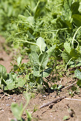 Image showing field with green peas  