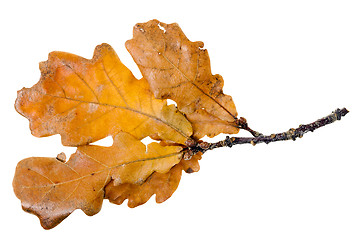 Image showing Yellow oak leaf  