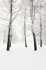 Image showing trees in winter  