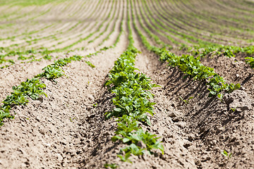 Image showing Field with potato  