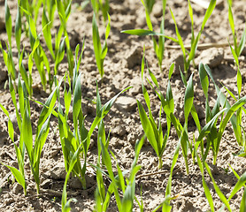 Image showing field with cereals  