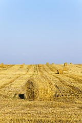 Image showing Stack of straw  