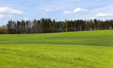 Image showing Agriculture. cereals. Spring  