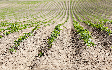 Image showing Field with potato  