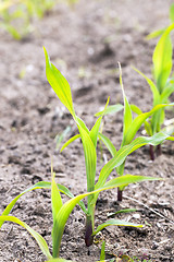 Image showing Field of green corn  