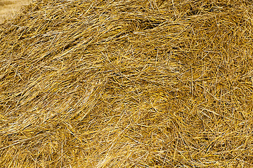 Image showing farm field cereals  