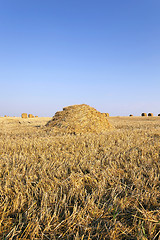 Image showing stack of straw  