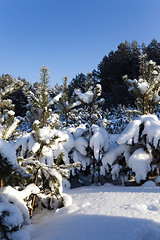 Image showing spruce forest ,  winter season