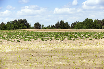 Image showing potato field, spring  