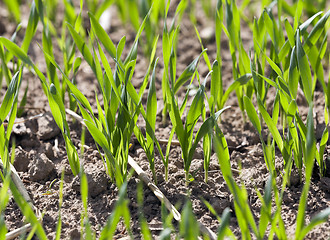 Image showing cereal field in spring  