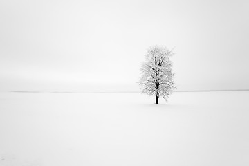 Image showing lonely tree ,  snow.