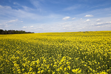 Image showing flowering canola. Spring  