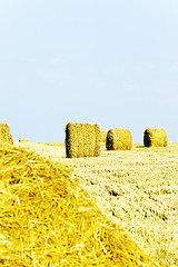 Image showing harvesting cereals, Agriculture