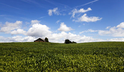 Image showing corn sprouts , close up