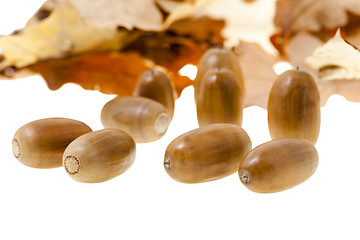 Image showing Yellow oak leaf  