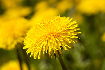 Image showing  yellow dandelion flowers