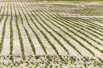 Image showing field with beetroot  