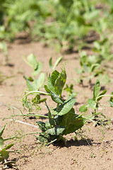 Image showing field with green peas  