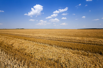 Image showing   harvest of cereals