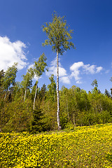 Image showing yellow dandelions , spring  