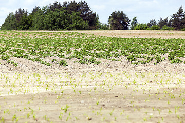 Image showing potato field, spring  