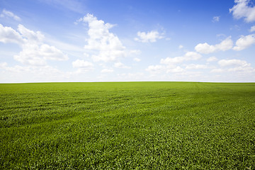 Image showing field with cereals  