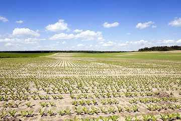 Image showing field with beetroot  