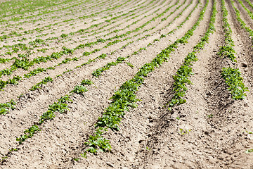 Image showing Field with potato  