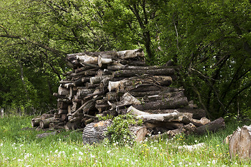 Image showing firewood in nature  