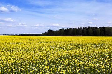 Image showing flowering canola. Spring  