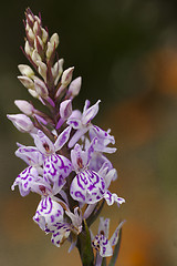 Image showing heath spotted orchid