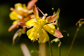 Image showing granny´s bonnet