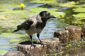 Image showing grey crow