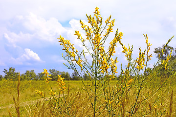 Image showing Plant with bright yellow flowers