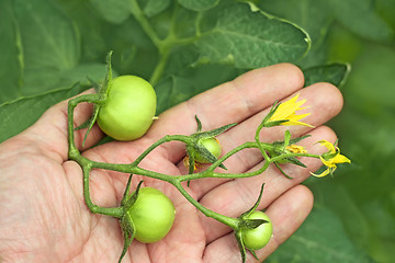 Image showing Bunch of green tomatoes on a hand