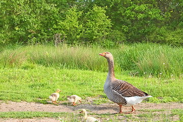 Image showing Goose with goslings on a meadow