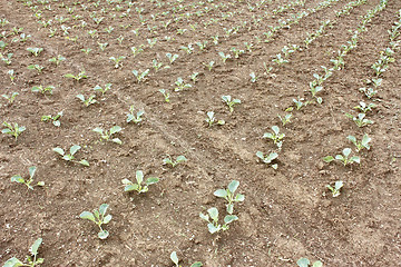 Image showing Rows of young cabbage in garden