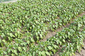 Image showing Rows of sweet pepper in garden