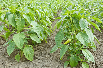 Image showing Plants of sweet pepper in garden